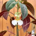 Netýkavka (Impatiens morsei) ‘Velvetea’– výška 15–20 cm, kont. C1L
